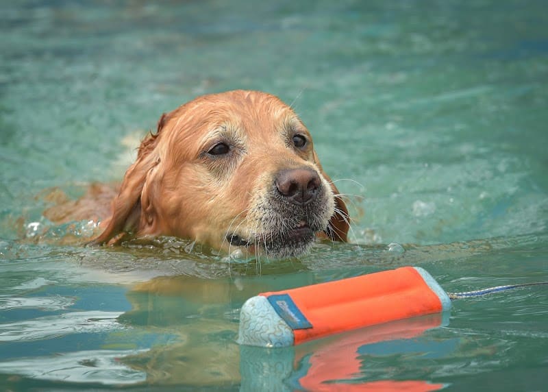 Canine Superheroes - North Ridgeville, OH