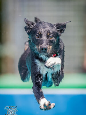 Canine Superheroes