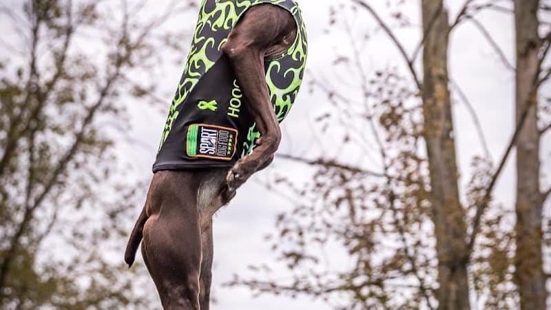 Canine Superheroes - North Ridgeville, OH