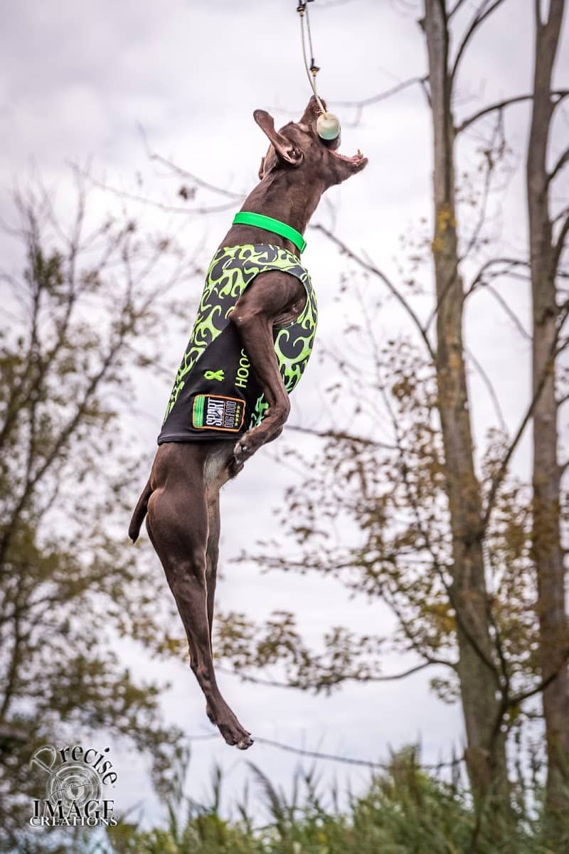 Canine Superheroes - North Ridgeville, OH