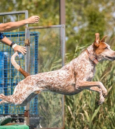 Canine Superheroes - North Ridgeville, OH