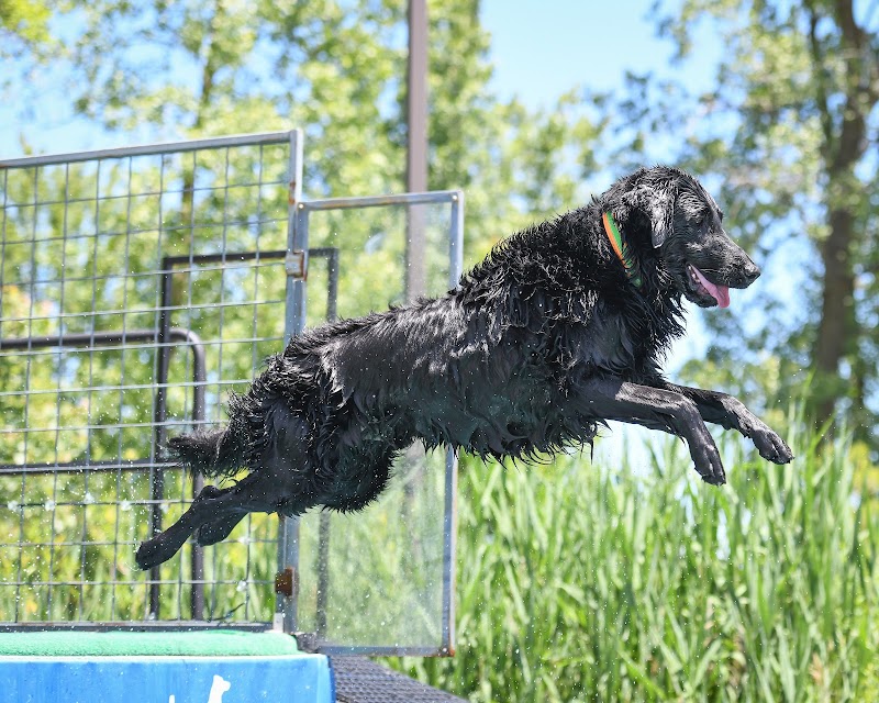 Canine Superheroes - North Ridgeville, OH