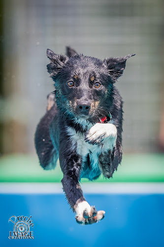 Canine Superheroes