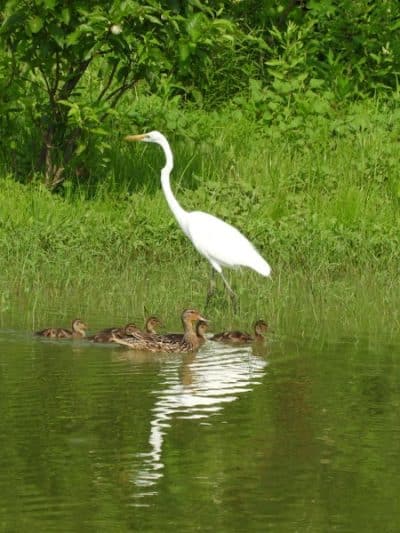 Sandy Ridge Reservation - North Ridgeville, OH