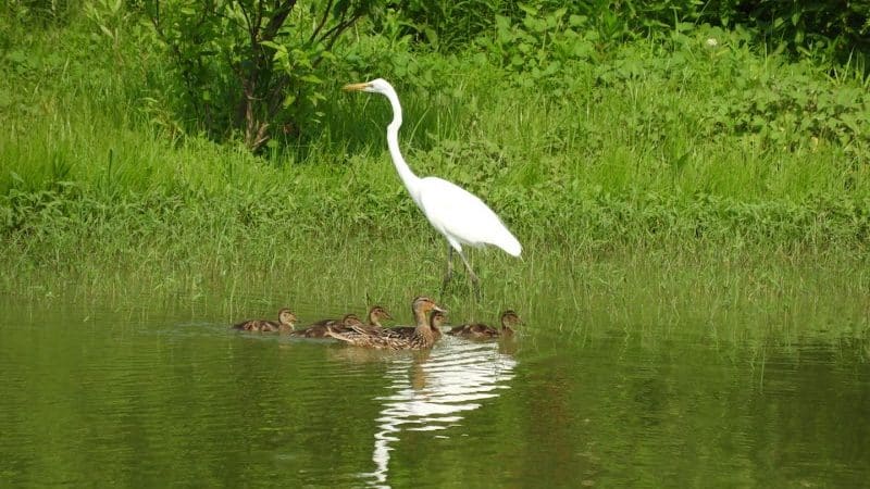Sandy Ridge Reservation - North Ridgeville, OH
