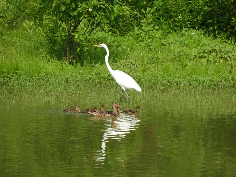 Sandy Ridge Reservation - North Ridgeville, OH