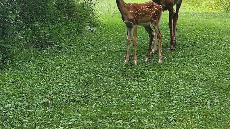 Aukerman Park - North Royalton, OH