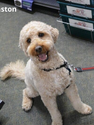 The Natural Pet Self Serve Dog Wash - North Royalton, OH