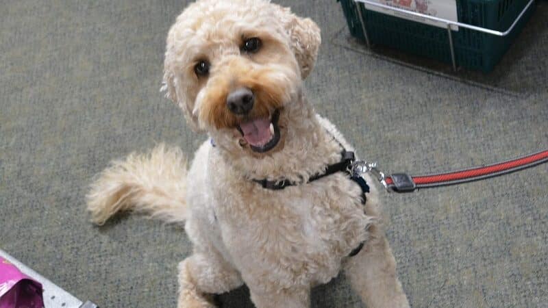 The Natural Pet Self Serve Dog Wash - North Royalton, OH