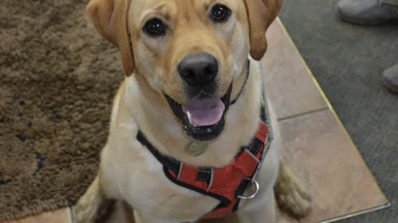 The Natural Pet Self Serve Dog Wash - North Royalton, OH