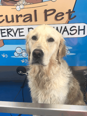 The Natural Pet Self Serve Dog Wash