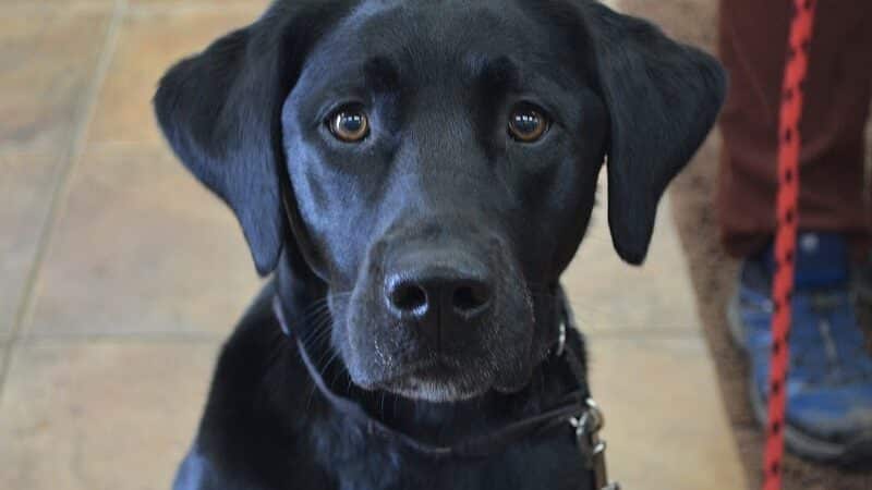The Natural Pet Self Serve Dog Wash - North Royalton, OH