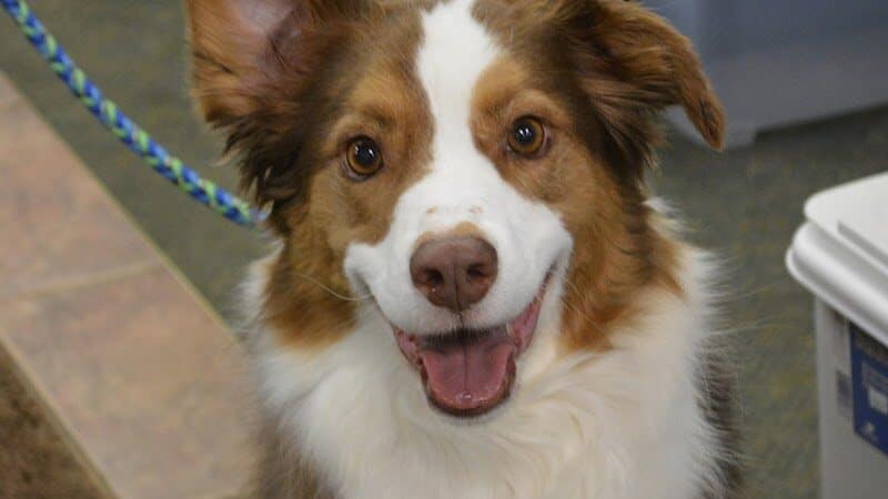 The Natural Pet Self Serve Dog Wash - North Royalton, OH
