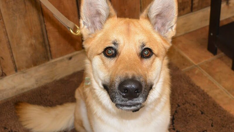 The Natural Pet Self Serve Dog Wash - North Royalton, OH
