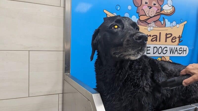 The Natural Pet Self Serve Dog Wash - North Royalton, OH