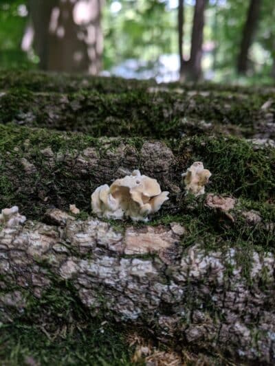 Smith Park - Northfield, OH