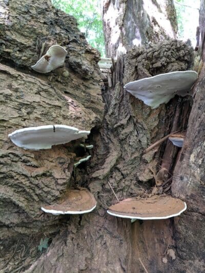 Smith Park - Northfield, OH
