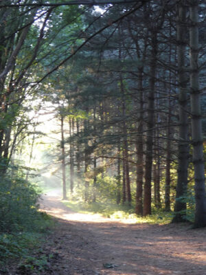 Silver Creek Metro Park - Pheasant Run Area