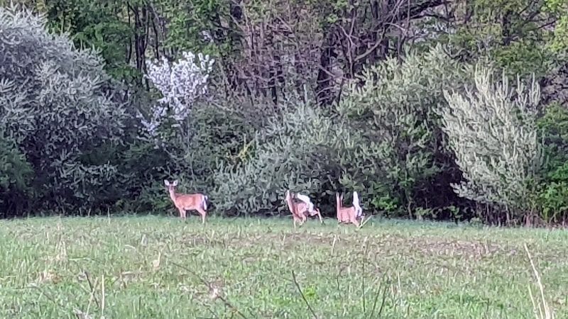 Silvercreek Cross Country Trails - Norton, OH