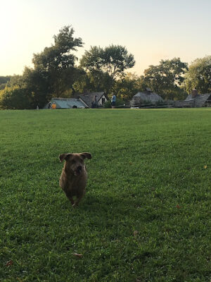 Rowayton Dog Park
