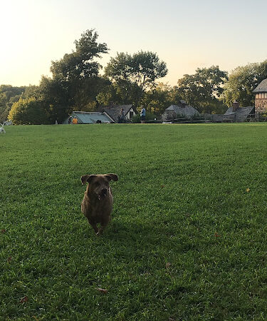 Rowayton Dog Park