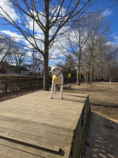 Rowayton Dog Park - Norwalk, CT