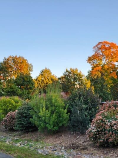 Rowayton Dog Park - Norwalk, CT