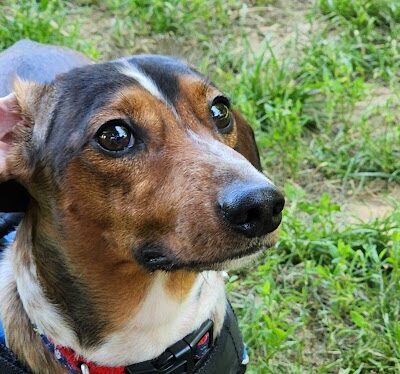 Rowayton Dog Park - Norwalk, CT
