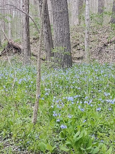 Milan Wildlife Area - Norwalk, OH