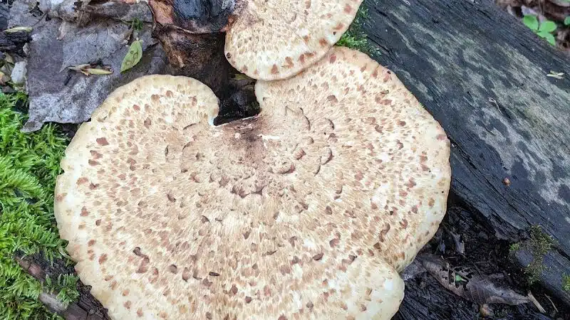 Milan Wildlife Area - Norwalk, OH