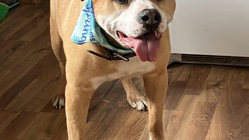 Norwalk Doggy Resort - Norwalk, OH