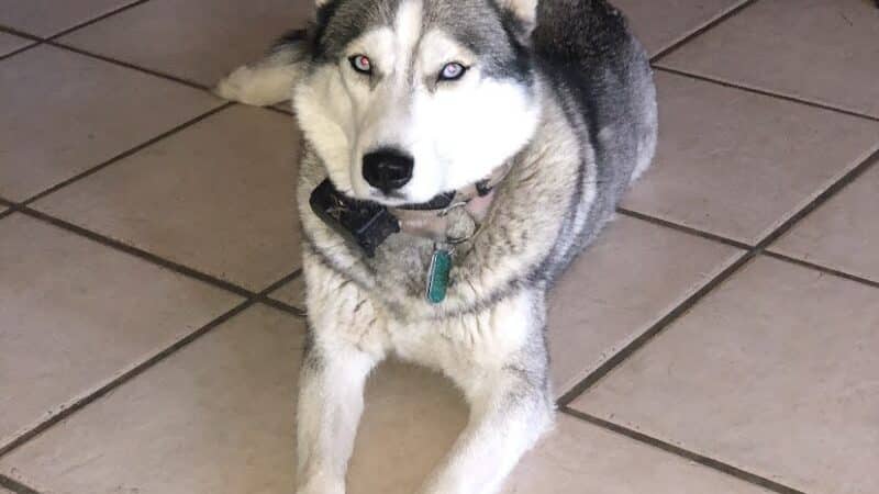 Norwalk Doggy Resort - Norwalk, OH