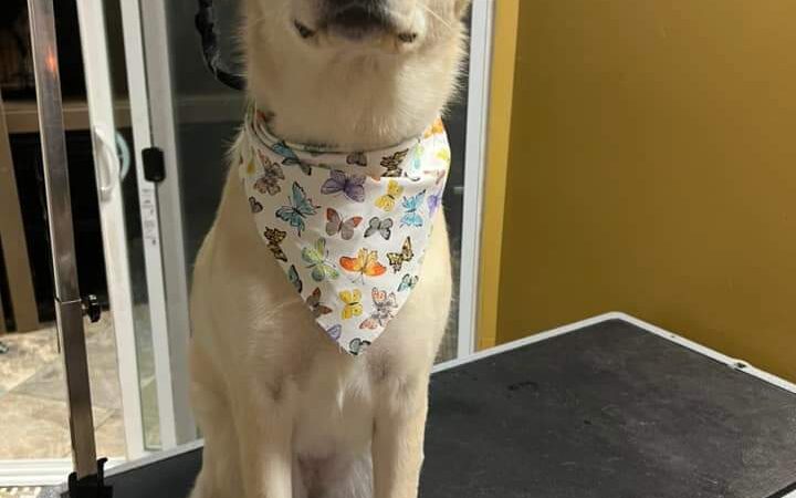 Norwalk Doggy Resort - Norwalk, OH