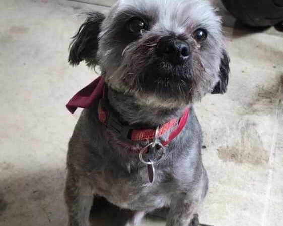 Norwalk Doggy Resort - Norwalk, OH