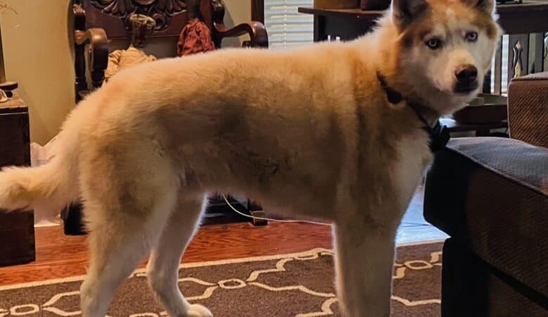 Norwalk Doggy Resort - Norwalk, OH
