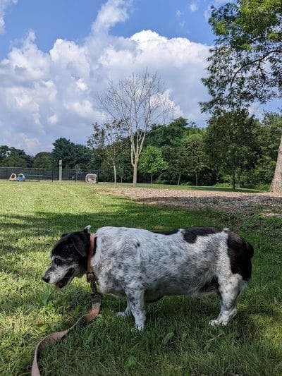 Estelle Cohn Memorial Dog Park - Norwich, CT