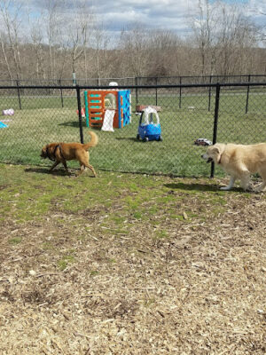 Estelle Cohn Memorial Dog Park