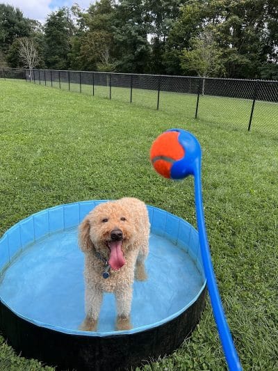 Estelle Cohn Memorial Dog Park - Norwich, CT