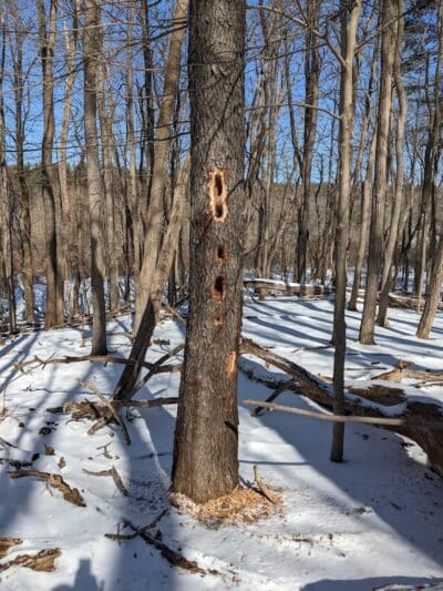 The West Woods - Novelty, OH