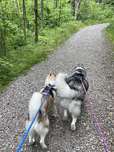 The West Woods