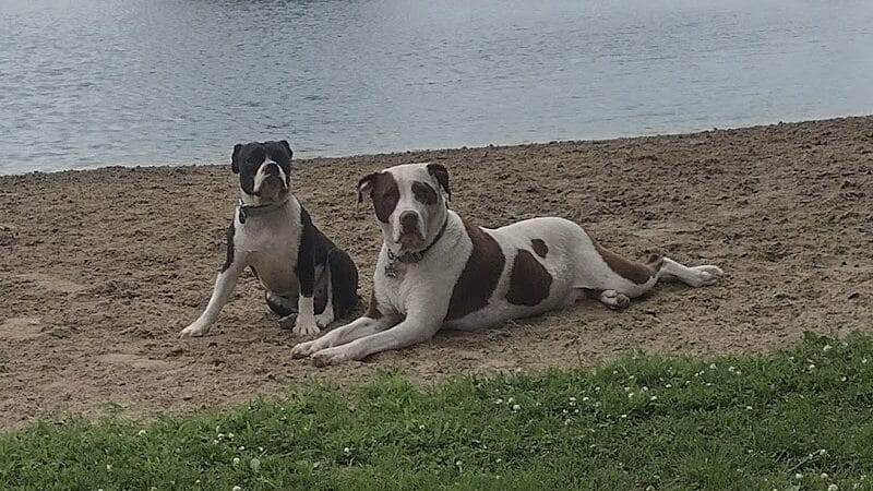 Oak Harbor Pet Haven - Oak Harbor, OH