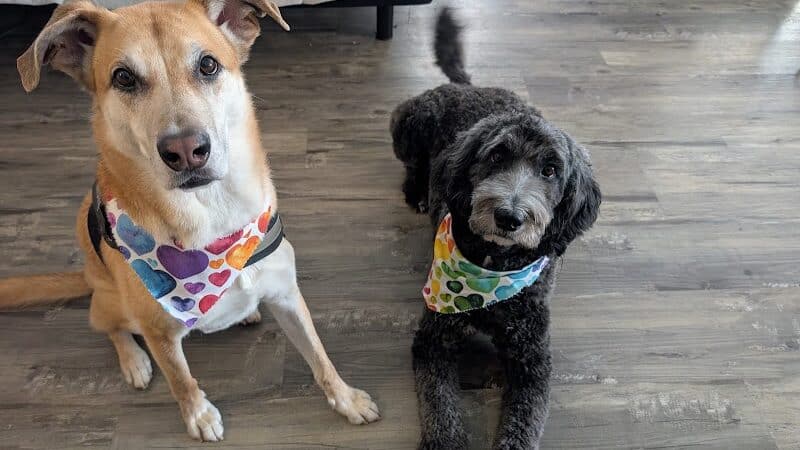 Oak Harbor Pet Haven - Oak Harbor, OH