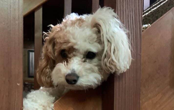 Oak Harbor Pet Haven - Oak Harbor, OH