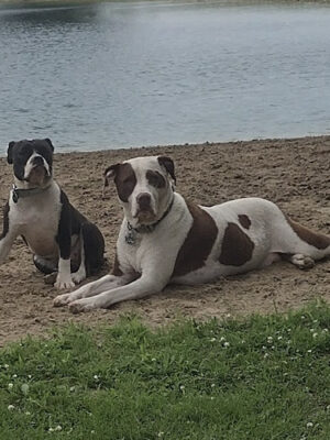 Oak Harbor Pet Haven