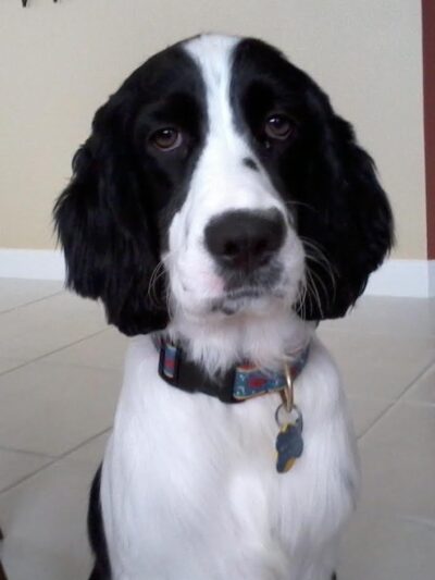 Oak Harbor Pet Haven - Oak Harbor, OH