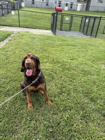 Oak Hill Dog Park - Oak Hill, WV