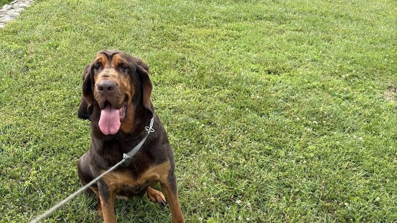 Oak Hill Dog Park - Oak Hill, WV