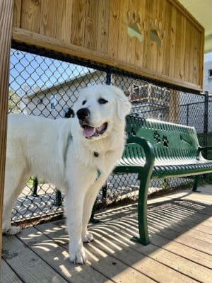 Oak Hill Dog Park