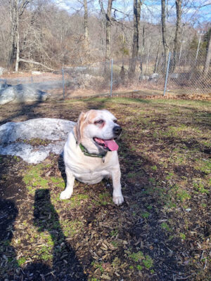 Montville Dog Park