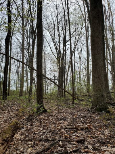 Kipton Reservation - Oberlin, OH